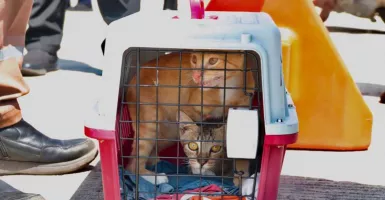 Kucing Milik Warga Riau Ditolak Masuk ke Batam untuk Cegah Rabies