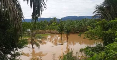 20 Hektare Lahan Pertanian Terdampak Banjir di Pasaman Barat