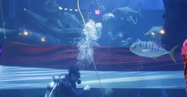 HUT RI: Jakarta Aquarium & Safari Kibarkan Bendera Merah Putih Terpanjang di Bawah Laut