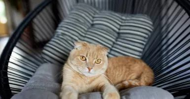 3 Mitos tentang Kucing Peliharaan yang Harus Dilupakan