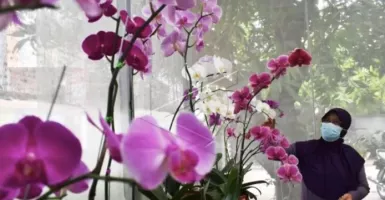 Tips Menanam Bunga Anggrek agar Tumbuh Cantik dan Indah