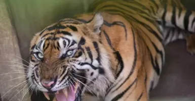 3 Ekor Harimau Medan Zoo Mati, Pemkot Medan Diultimatum