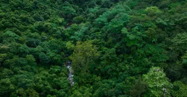 Peneliti Menemukan Hutan Paling Kuno Berlokasi di New York