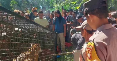 Bikin Resah Warga, Harimau Sumatra Akhirnya Masuk Kandang Perangkap di Aceh Selatan