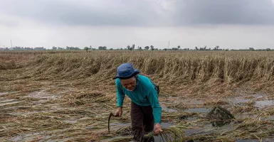 Banjir di Jateng, Ribuan Hektare Sawah Terancam Gagal Panen