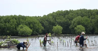 Komitmen Melestarikan Lingkungan, Bio Farma Tanam 4.000 Mangrove