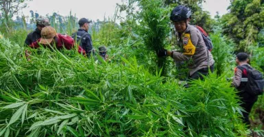 Ya Ampun! Temuan Tanaman Ganja di Gunung Semeru Bertambah, Jadi 25.000 Batang