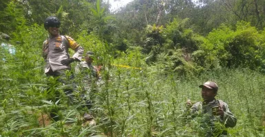 Heboh! Ladang Ganja Ditemukan Dekat Gunung Bromo dan Semeru