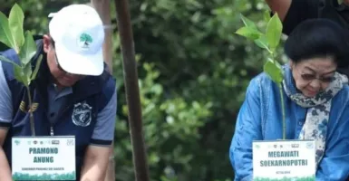 Pramono Anung dan Megawati Tanam Mangrove di Hutan Lindung Angke