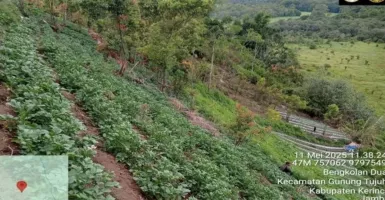 Seusai Temuan Ganja, Tim TNKS Sisir Kawasan Sekitar Gunung Kerinci