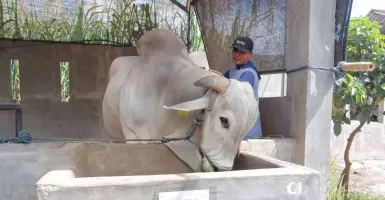 Presiden Beli Sapi Peranakan Ongole Asli Seberat 893 Kg dari Kediri untuk Kurban