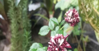 3 Tanaman Hias Bunga yang Cocok Ditanam Saat Musim Hujan
