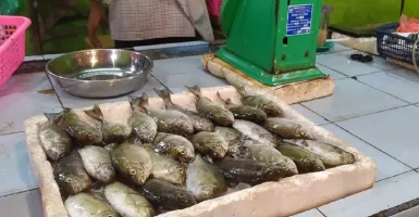 Dingkis, Ikan Khusus Perayaan Imlek Masyarakat Tionghoa Kepri