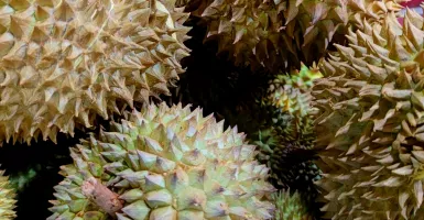 Saat Pandemi Covid-19, Omzet Pedagang Durian Online Kian Tinggi