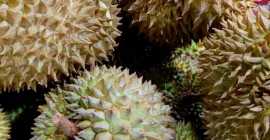 Beli Durian di Durpas Legit SiBubu, Kurang Enak Pasti Diganti
