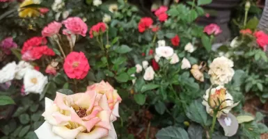 Bunga Mawar Jadi Tanaman Hias Paling Banyak Dicari di Musim Hujan