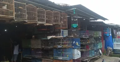 Penjualan Burung Kicau di Pasar Plenongan Menurun Selama Pandemi