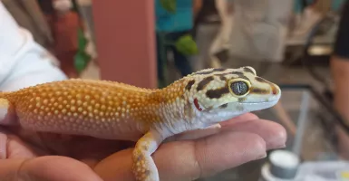 Begini Cara Merawat Gecko untuk Pemula, Ternyata Mudah Guys!