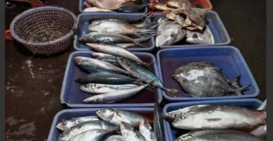 KKP Beber Harga Ikan Saat Ramadan dan Jelang Lebaran