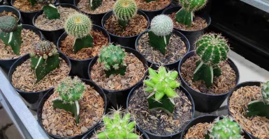 4 Cara Merawat Kaktus Mini, Gampang Banget!