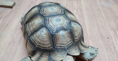 Kura-kura Sulcata Motifnya Keren, Cocok yang Mau Peliharaan Unik