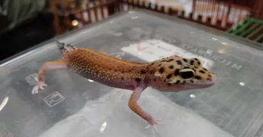 Gecko Pakistan Jadi Favorit Pencinta Hewan, Merawatnya Gampang!