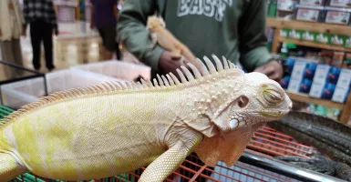 Iguana Albino, Jenis Termahal yang Sedang Jadi Primadona