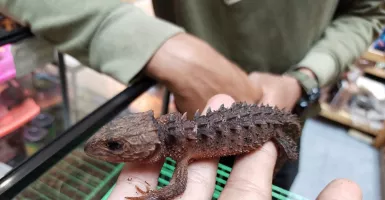 Punya Tubuh Unik, Kadal Baby Dragon Kini Diminati Pencinta Reptil