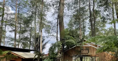 Sensasi Menikmati Kopi di Tengah Hutan Pinus Tasikmalaya, Yuk!