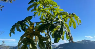 Hanya Tumbuh di Dieng, Yuk Mengenal Buah Carica yang Laris Manis