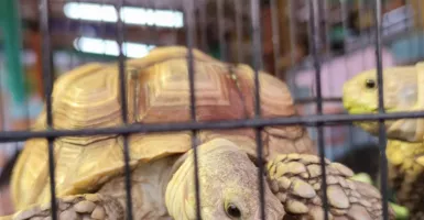 Kura-kura Sulcata, Hewan Peliharaan Paling Populer di Dunia