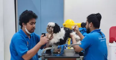 Seberapa Sering Anjing Harus Dimandikan? Ini Penjelasannya