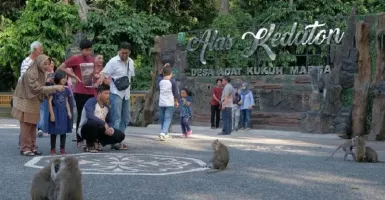 Wisata Alas Kedaton, Pura Suci dengan Banyak Monyet di Bali