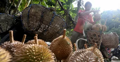 Bisa Ubah Suasana Hati, Makan Durian Beri 3 Manfaat Ini