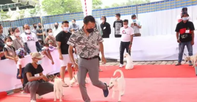 Kontes Anjing Kintamani Diresmikan Bupati Bangli Bali