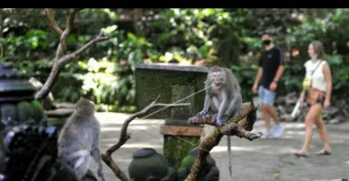 Keanehan Kera Monkey Forest Bali Bikin Media Asing Tercengang