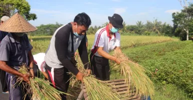 Inovasi Badung Bali, Petani Gunakan Pupuk Organik