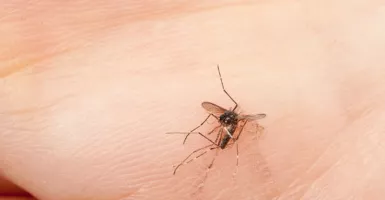 Lima Cara Paling Ampuh Usir Nyamuk dari Rumah