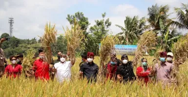 Tingkatkan Hasil Pertanian, Ini Langkah Pemkab Badung Bali