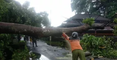 Hujan Besar Bikin Pohon Ini Nyaris Putuskan Jalan Ubud Bali