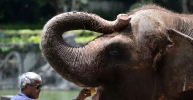 Pandemi Covid-19, Bali Zoo Terapkan Kebijakan Baru Libur Nataru