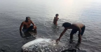 Pantai Buleleng Bali Gempar Gara-gara Ikan Langka Besar Ini