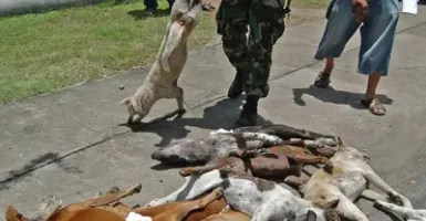 Viral! Kematian Masal Anjing di Canggu Bali, Ini Kata Holywings
