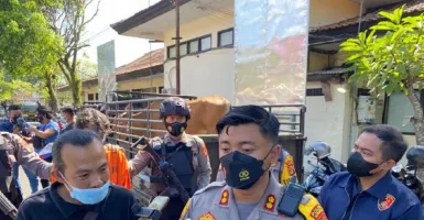 Polisi Jembrana Bali Bongkar Aksi Pria Curi Sapi, Ada Fakta Ini