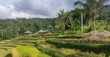 Delegasi G20 Terkesima dengan Bali Usai Kunjungi 3 Desa Buleleng