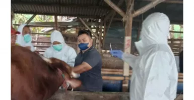 Efek Penyakit PMK, Bali Gagal Jual Sapi dan Babi ke Jatim