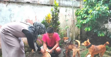 Rabies di Jembrana Bali Mengkhawatirkan, Stok Vaksin Bikin Takut