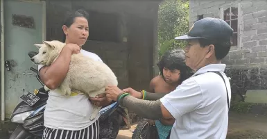 Rabies Makan Korban, Distan Buleleng Bali Eliminasi Anjing
