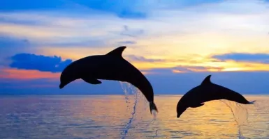 Langka! Lumba-lumba Tampak di Pantai Pengambengan Jembrana Bali