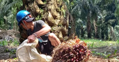 Hapus Tarif Ekspor Kelapa Sawit, Sri Mulyani Bawa Kabar dari Bali